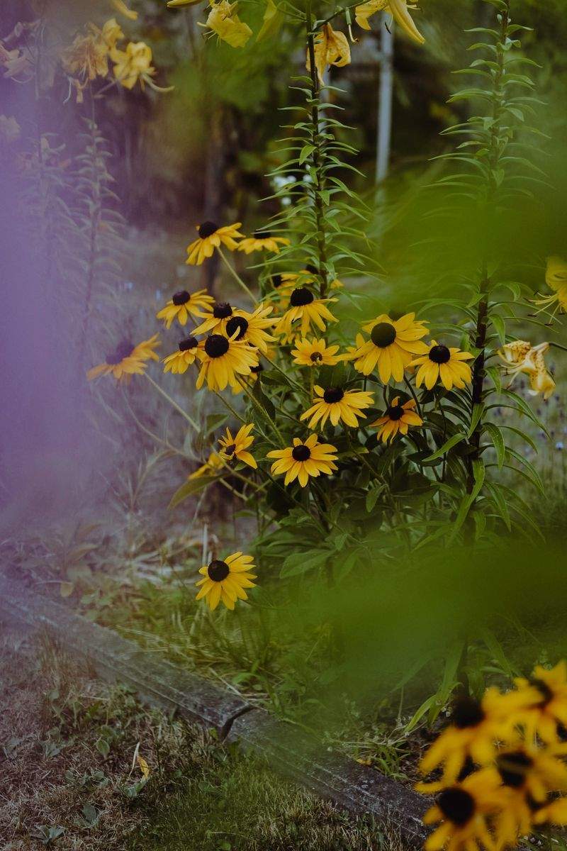Jardins Harmonie Provence 1