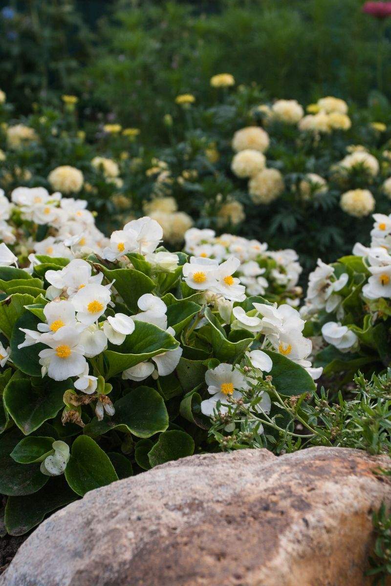 Jardins Harmonie Provence 6